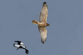 Swamp Harrier