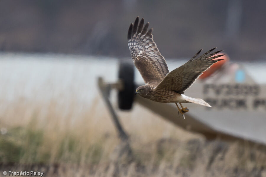 Swamp Harrier, fishing/hunting