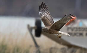 Swamp Harrier