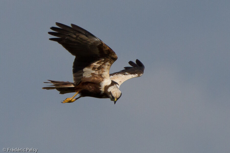 Western Marsh Harrier female adult, Flight