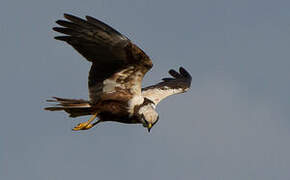 Western Marsh Harrier