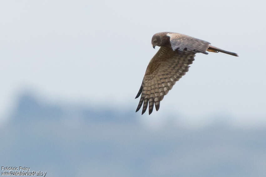 African Marsh Harrieradult, identification