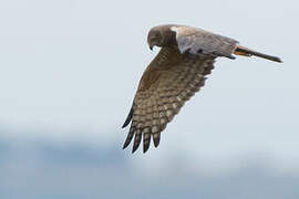 African Marsh Harrier