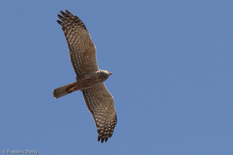 African Marsh Harrierimmature, Flight