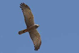 African Marsh Harrier