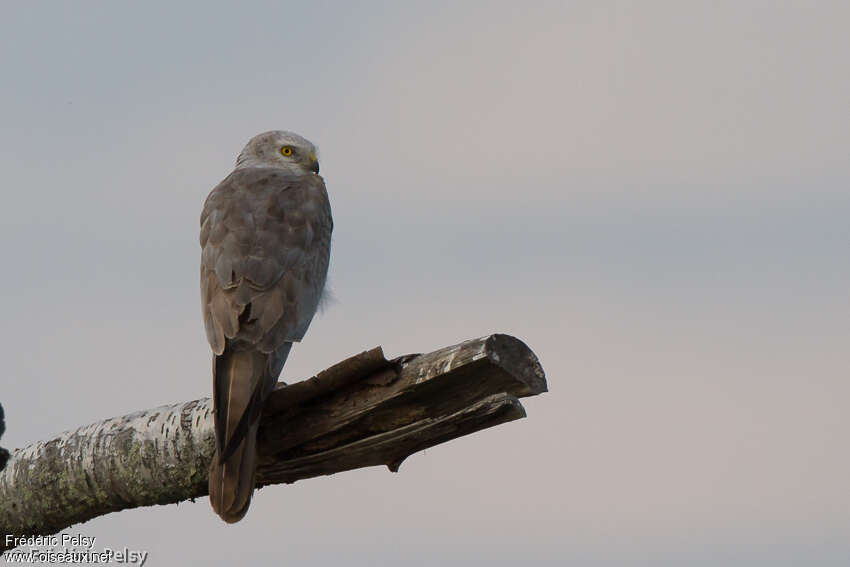 Pallid Harrier male Third  year, pigmentation