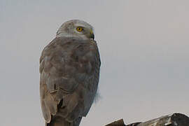 Pallid Harrier