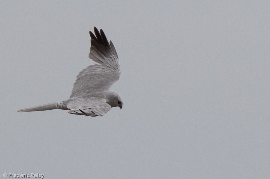 Pallid Harrier male adult