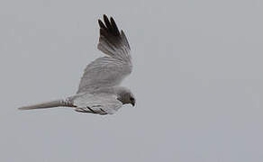 Pallid Harrier