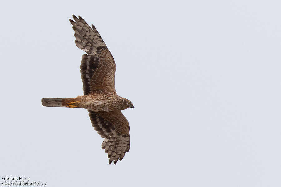 Pallid Harrier female adult, moulting, Flight