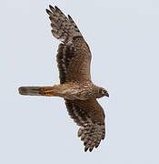 Pallid Harrier