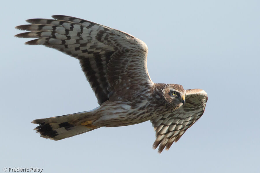 Hen Harrier female, Flight