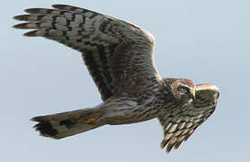 Hen Harrier