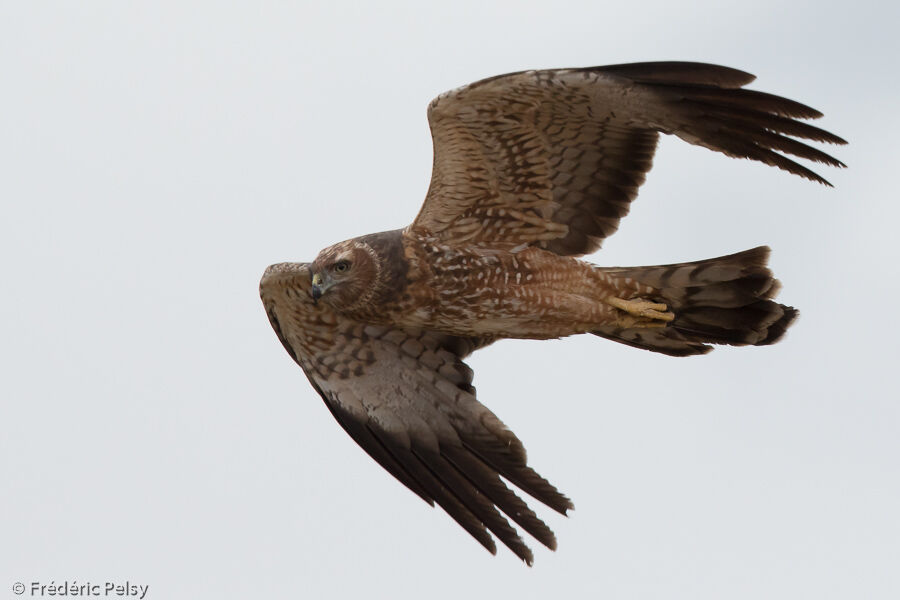 Spotted Harrier, Flight