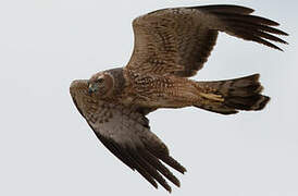 Spotted Harrier