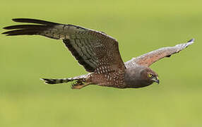 Spotted Harrier