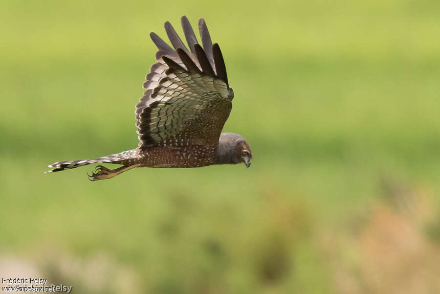 Spotted Harrieradult, Flight