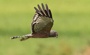 Spotted Harrier