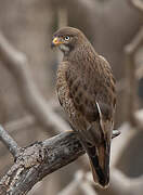 White-eyed Buzzard