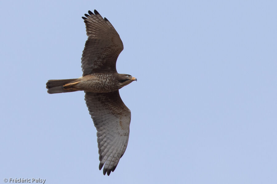 White-eyed Buzzard, Flight