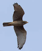 White-eyed Buzzard