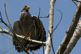 Roadside Hawk