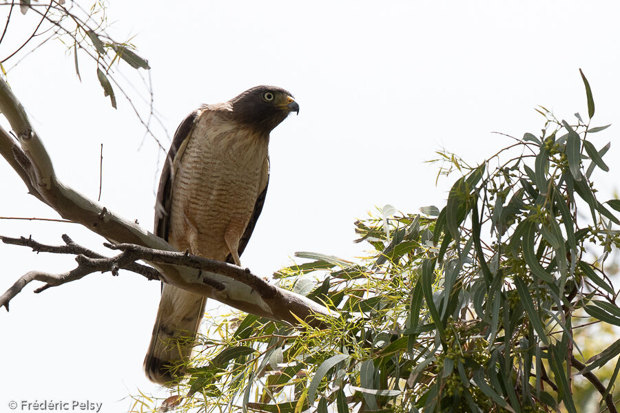 Roadside Hawk