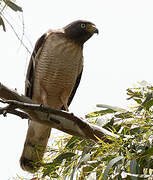 Roadside Hawk