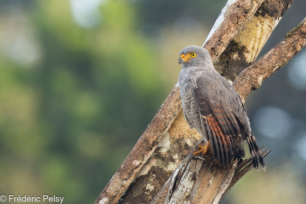 Roadside Hawk