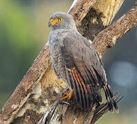 Roadside Hawk