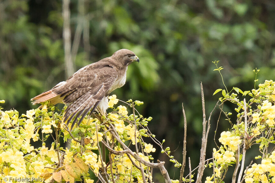 Red-tailed Hawk