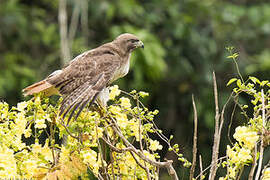 Red-tailed Hawk