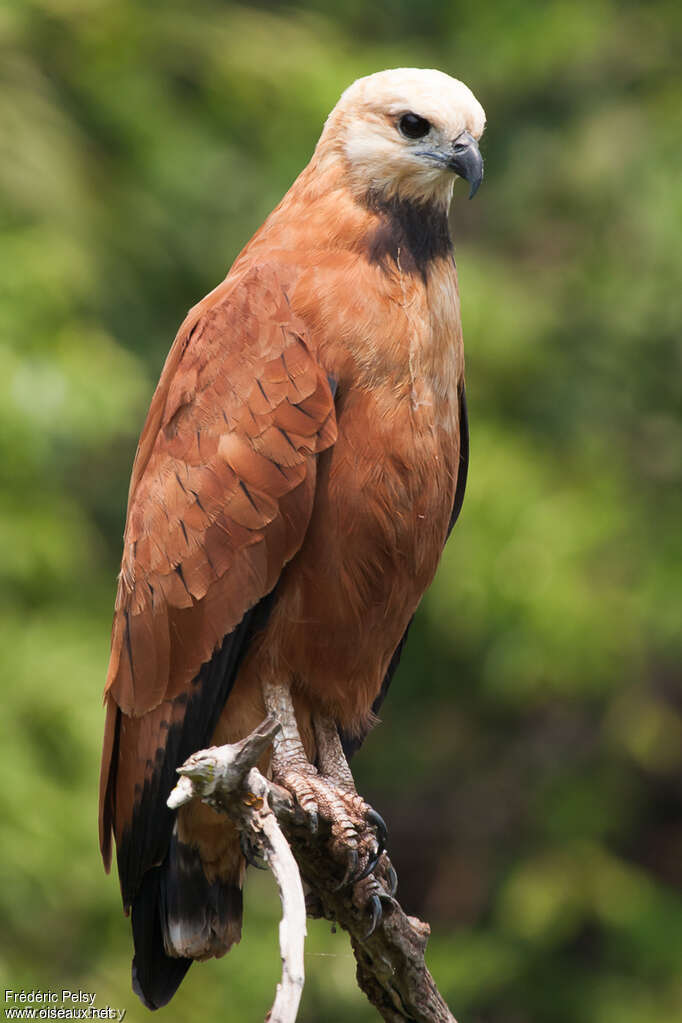 Black-collared Hawkadult, identification