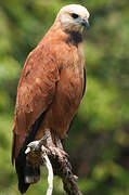 Black-collared Hawk