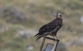 Black-chested Buzzard-Eagle