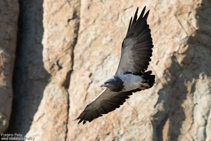 Black-chested Buzzard-Eagleadult, pigmentation, Flight