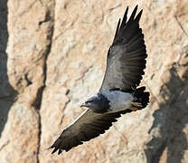 Black-chested Buzzard-Eagle