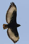 Augur Buzzard