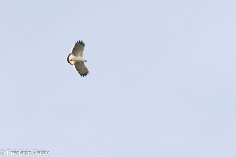 White Hawk, Flight