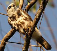 Grey-lined Hawk