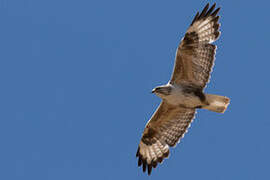 Upland Buzzard