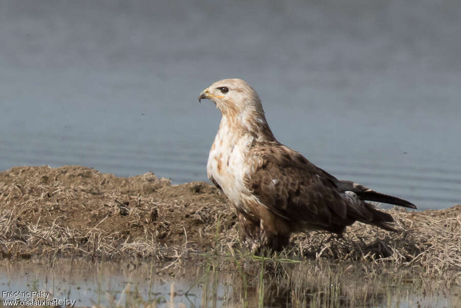 Upland Buzzard, identification