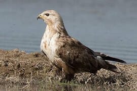 Upland Buzzard