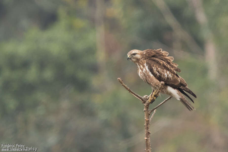 Himalayan Buzzard