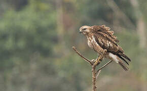 Himalayan Buzzard