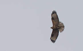 Himalayan Buzzard