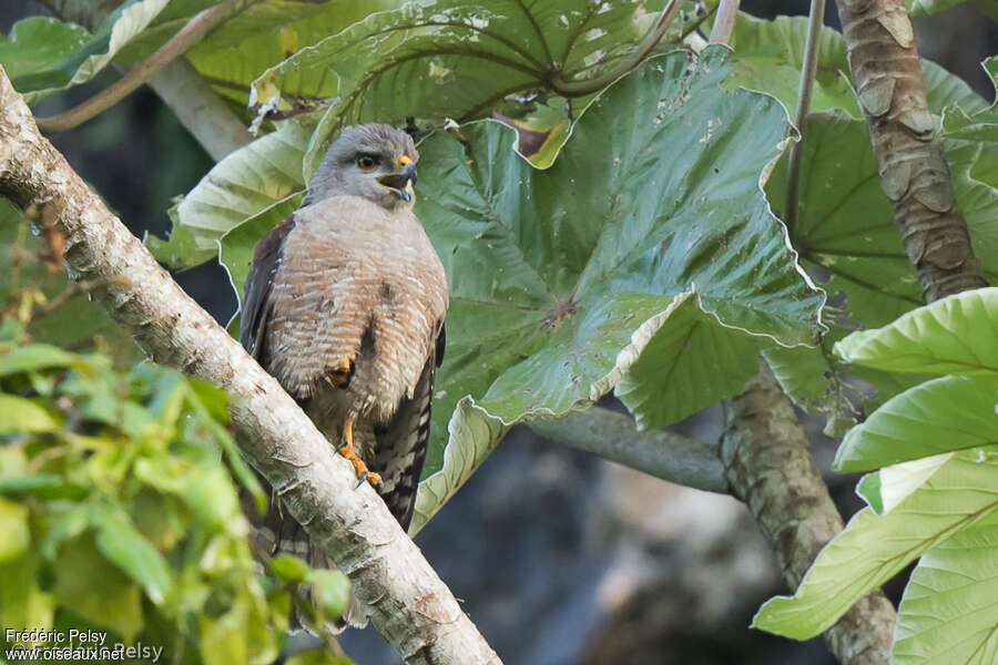 Ridgway's Hawkadult