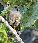 Ridgway's Hawk