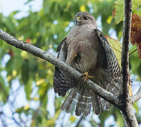 Ridgway's Hawk