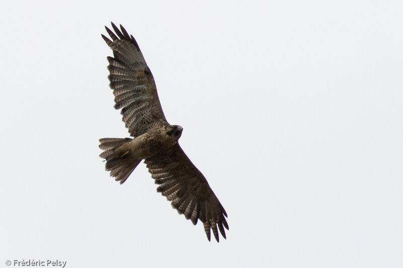 Swainson's Hawk, Flight